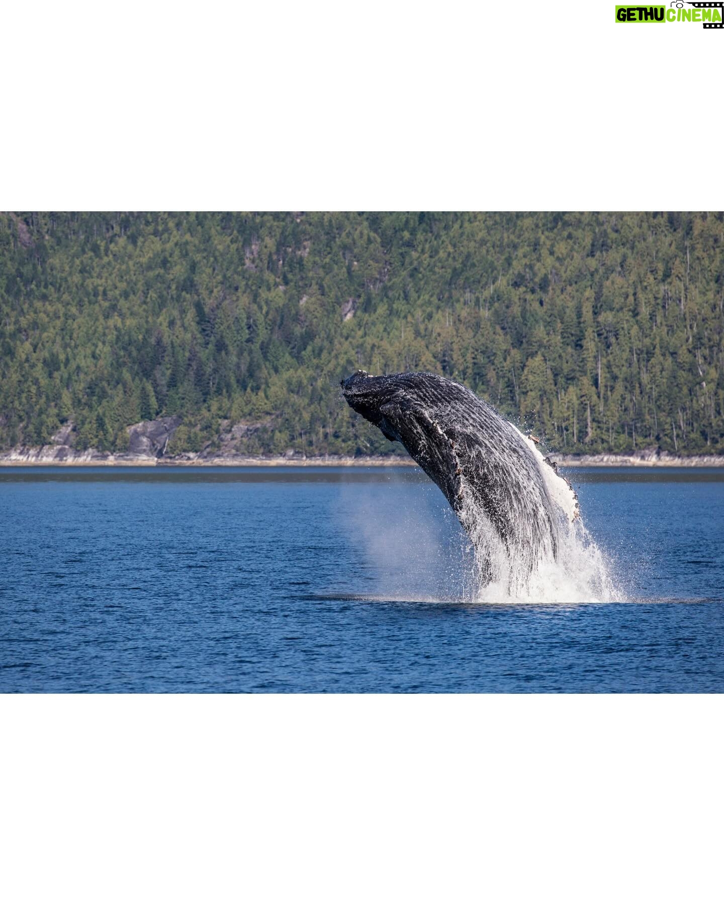Jordan Claire Robbins Instagram - “We need to dedicate everything we can to helping our ocean thrive - because without it, nothing else matters. The work SeaLegacy does to restore the planet’s health gives me hope, and I am grateful they are carving a path forward so we can all create a more sustainable future,” Jordan Claire Robbins. Join us in wishing our ocean ambassador, @jordanclairerobbins, the happiest of birthdays! In her home country of Bermuda, a deep love for the sea was sparked. An ever-growing passion for our ocean remained constant, and as she found success as an actress and model, Jordan used her voice to advocate for protecting our blue planet and its creatures. Her advocacy has helped us invite people into vital conversations about our changing ocean, and together, we’ve stood up for its protection. Today, and every day, we’re grateful for her constant dedication to action. On her birthday, Jordan once again lends her support to the sea and asks that you join her in celebration by signing up for “The Tide,” our passionate community invested in the health and sustainability of our ocean. Visit the link in our bio and help us make waves of change in honor of Jordan’s special day and unwavering commitment to the ocean! Photo 1&4 by @mitty #ocean #conservation #nature #whale #birthday #climateaction