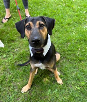 Jordan Claire Robbins Instagram - I spent my dream afternoon in the park falling madly in love with these sweet souls at the @fetch_and_releash event in Toronto. Each one had their own unique and loveable personality and they are all available for adoption!! If you live in or around Toronto and are ready to welcome a beautiful new best friend into your home, please visit the @fetch_and_releash page for more information about each dog and instructions on how to apply for adoption ❤️🐾 #adopt #dogsofinstagram #fetchandreleash #toronto