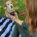 Jordan Claire Robbins Instagram – I spent my dream afternoon in the park falling madly in love with these sweet souls at the @fetch_and_releash event in Toronto. Each one had their own unique and loveable personality and they are all available for adoption!! If you live in or around Toronto and are ready to welcome a beautiful new best friend into your home, please visit the @fetch_and_releash page for more information about each dog and instructions on how to apply for adoption ❤️🐾 #adopt #dogsofinstagram #fetchandreleash #toronto
