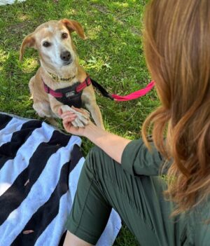 Jordan Claire Robbins Instagram - I spent my dream afternoon in the park falling madly in love with these sweet souls at the @fetch_and_releash event in Toronto. Each one had their own unique and loveable personality and they are all available for adoption!! If you live in or around Toronto and are ready to welcome a beautiful new best friend into your home, please visit the @fetch_and_releash page for more information about each dog and instructions on how to apply for adoption ❤️🐾 #adopt #dogsofinstagram #fetchandreleash #toronto