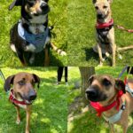Jordan Claire Robbins Instagram – I spent my dream afternoon in the park falling madly in love with these sweet souls at the @fetch_and_releash event in Toronto. Each one had their own unique and loveable personality and they are all available for adoption!! If you live in or around Toronto and are ready to welcome a beautiful new best friend into your home, please visit the @fetch_and_releash page for more information about each dog and instructions on how to apply for adoption ❤️🐾 #adopt #dogsofinstagram #fetchandreleash #toronto