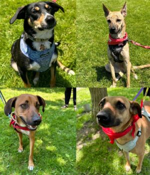 Jordan Claire Robbins Instagram - I spent my dream afternoon in the park falling madly in love with these sweet souls at the @fetch_and_releash event in Toronto. Each one had their own unique and loveable personality and they are all available for adoption!! If you live in or around Toronto and are ready to welcome a beautiful new best friend into your home, please visit the @fetch_and_releash page for more information about each dog and instructions on how to apply for adoption ❤️🐾 #adopt #dogsofinstagram #fetchandreleash #toronto