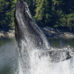 Jordan Claire Robbins Instagram - A humpback whale shatters the sea's glassy surface with a dramatic leap. Droplets disperse and free fall alongside the oceanic giant, only to fly airborne again in an erupting splash. The humpback whale's power and strength are revealed not just in its breach but also in its story of recovery. In our latest episode of ‘A Sea of Hope,’ our co-founders explore the humpback’s journey from near extinction and the protections that saved the species. Watch the full video at the link in our bio to explore the humpback whale’s story and learn more about how their resilience guides our daily climate action! We know firsthand that a story can capture our ocean’s voice and inspire others to join the movement to protect it. Thank you to our ambassadors @jordanclairerobbins, @samgradoville, @sarahwaynecallies, and @meadowwalker, and all who help extend an invitation into important conversations about our planet’s future. Video by @paulnicklen @mitty @andy_mann #ocean #conservation #climateaction #whale #humpbackwhale