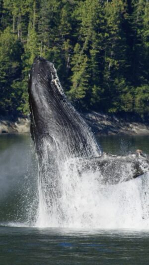 Jordan Claire Robbins Instagram - A humpback whale shatters the sea's glassy surface with a dramatic leap. Droplets disperse and free fall alongside the oceanic giant, only to fly airborne again in an erupting splash.

The humpback whale's power and strength are revealed not just in its breach but also in its story of recovery. In our latest episode of ‘A Sea of Hope,’ our co-founders explore the humpback’s journey from near extinction and the protections that saved the species. 

Watch the full video at the link in our bio to explore the humpback whale’s story and learn more about how their resilience guides our daily climate action! We know firsthand that a story can capture our ocean’s voice and inspire others to join the movement to protect it. Thank you to our ambassadors @jordanclairerobbins, @samgradoville, @sarahwaynecallies, and @meadowwalker, and all who help extend an invitation into important conversations about our planet’s future.

Video by @paulnicklen 

@mitty @andy_mann #ocean #conservation #climateaction #whale #humpbackwhale