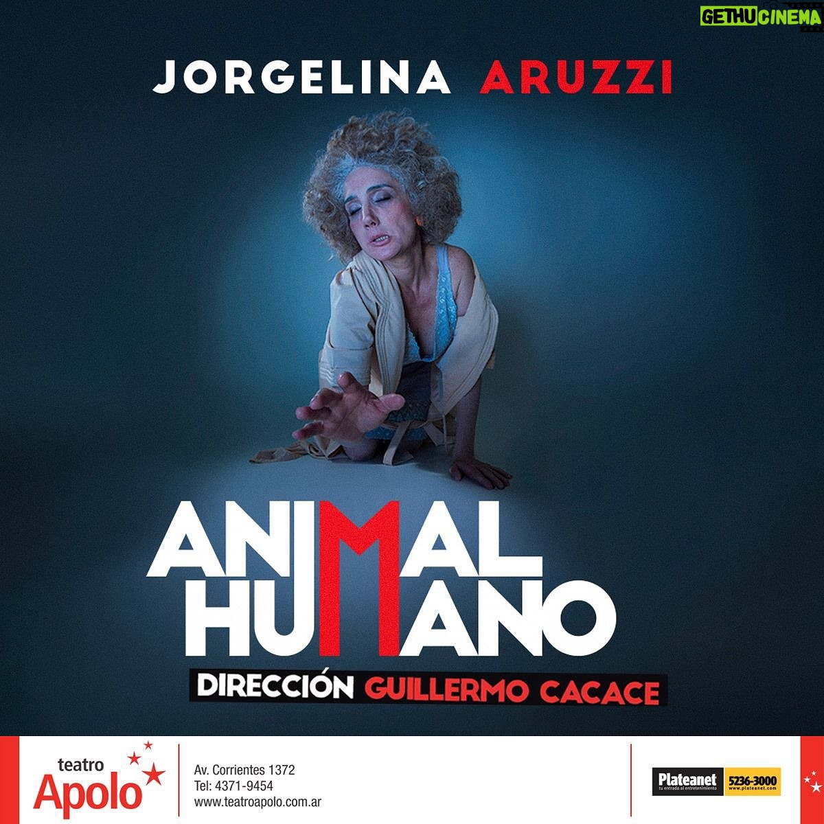 Jorgelina Aruzzi Instagram - Vuelve @aruzzireal con #AnimalHumano 🐕. Una obra basada en un hecho real!! Te lo vas a perder? 📆Reestreno: 10 de julio 📍Teatro Apolo. Av. Corrientes 1372 @teatroapolook Consegui tus entradas en @plateanet 🎫 Una obra de: @aruzzireal y @guillermo_cacace Direccion: @guillermo_cacace Producción: @amidaquintana Prensa: @smwpress