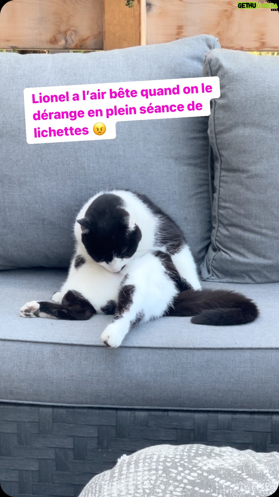 Josée Boudreault - 243 Likes - Lionel a l’air bête quand on le dérange en plein séance de lichettes 😠