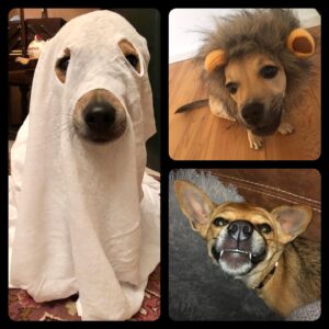 Josefine Preuß Instagram - 1, 2 oder 3 ; welches Halloween-Kostüm soll es sein?
#happyhalloween #lassetdiehexentanzen #trickortreat