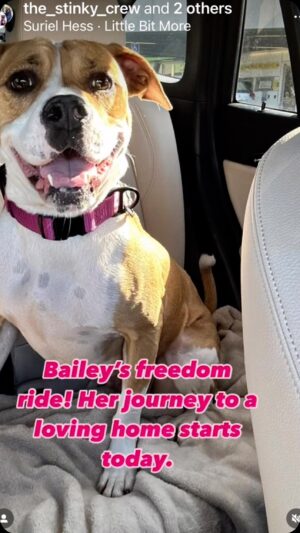 Josie Davis Instagram - After so much worry, BAILY WAS SAVED! ❤️😀