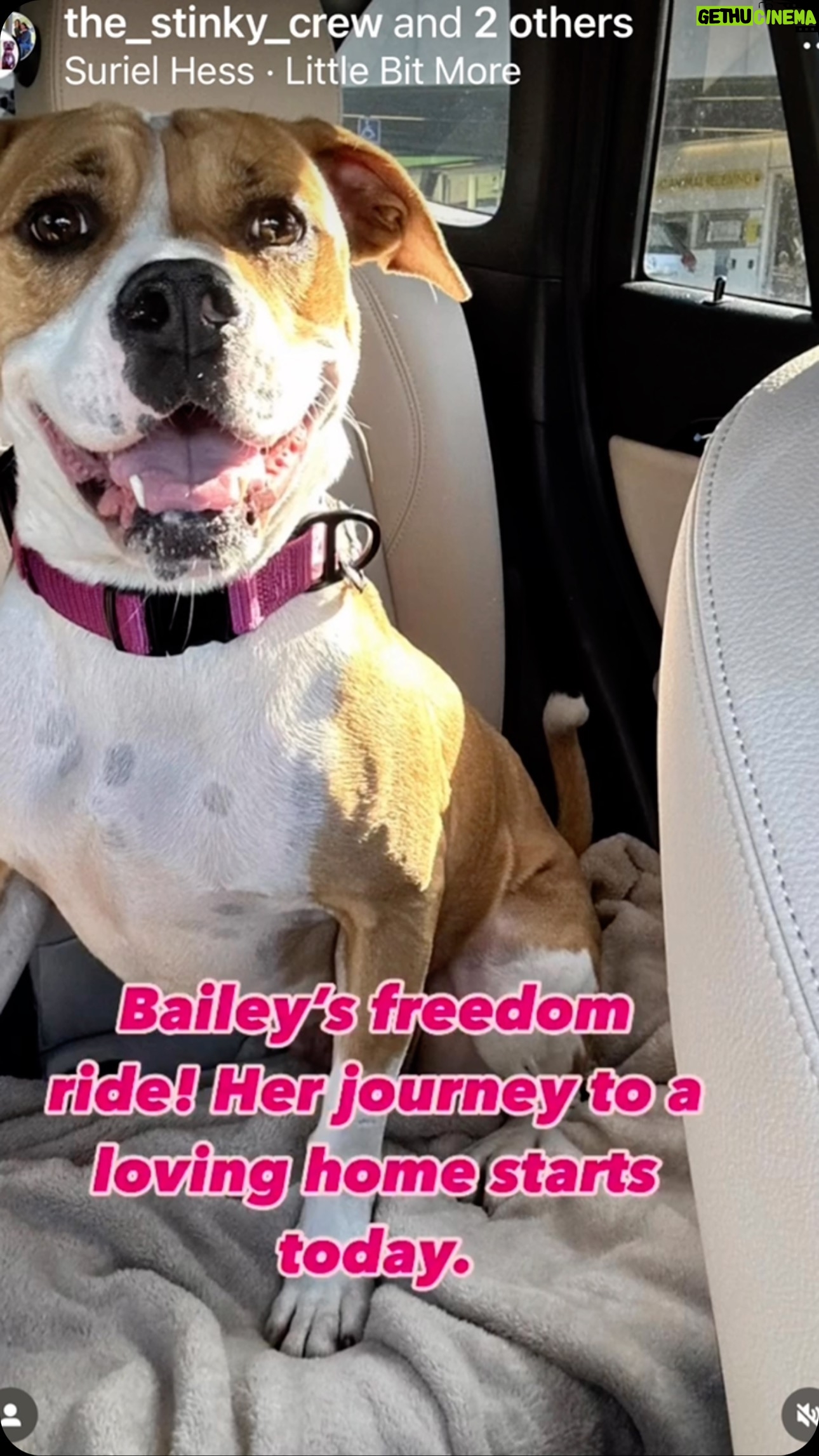 Josie Davis - 90 Likes - After so much worry, BAILY WAS SAVED! ❤️😀
