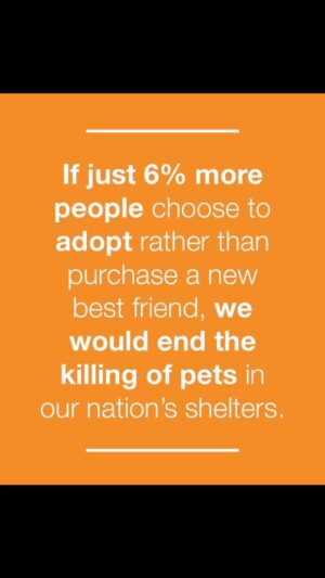 Josie Davis Instagram - RESCUE. DO NOT BUY

#rescue #rescuedontbuy 
#dogs #cats #animalshelter #adoptapet #foster  #fosteringsaveslives #fostering #fosterdog #fostercats #rescuedogs #rescueanimals #rescueanimalsofinstagram #reacuedogsofinstagram  #rescuecatsofinstagram