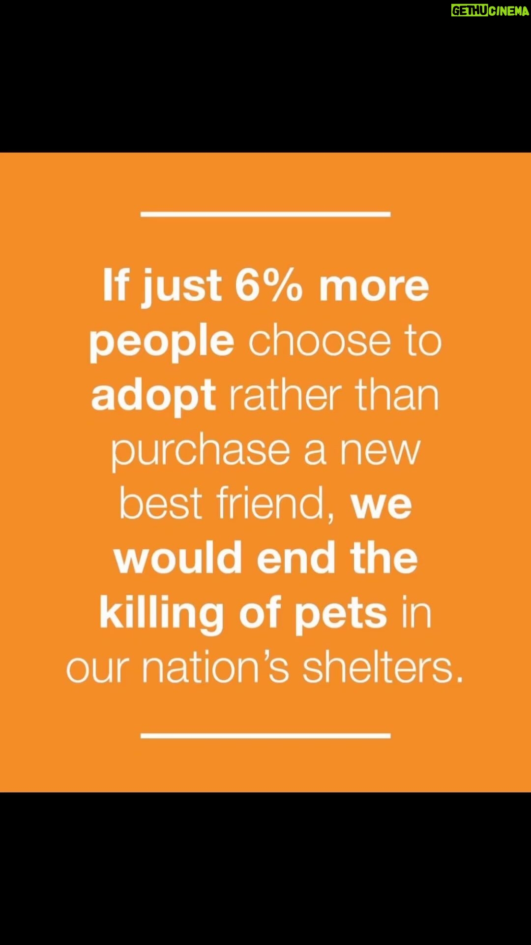 Josie Davis - 98 Likes - RESCUE. DO NOT BUY
#rescue #rescuedontbuy
#dogs #cats #animalshelter #adoptapet #foster #fosteringsaveslives #fostering #fosterdog #fostercats #rescuedogs #rescueanimals #rescueanimalsofinstagram #reacuedogsofinstagram #rescuecatsofinstagram