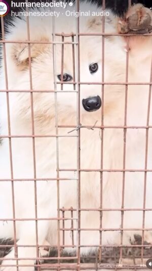 Josie Davis Instagram - CALIFORNIA IS FUR FREE.
I’m a fan of the work @humanesociety does. How much do they keep and how much do they put towards the animals? Anyone know?
