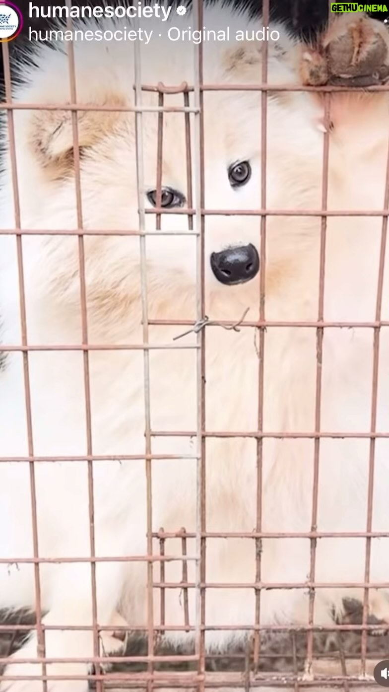 Josie Davis - 3 Likes - CALIFORNIA IS FUR FREE.
I’m a fan of the work @humanesociety does. How much do they keep and how much do they put towards the animals? Anyone know?