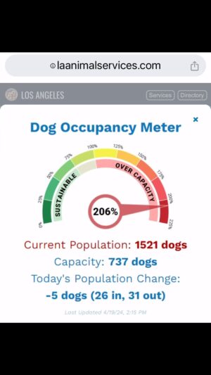 Josie Davis Instagram - VOLUNTEER AT YOUR LOCAL SHELTERS! 
THEY NEED SO MUCH HELP! 
#shelterSundays #animalshelters 
#spayandneuter !!!!!