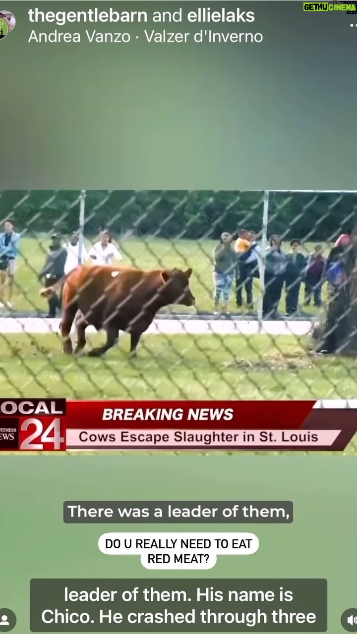 Josie Davis - 3 Likes - 6 cows escaped a slaughterhouse, breaking through 3 fences. Now live free.
DO YOU HAVE TO EAT THEM???
#redmeat #savecows #noredmeat #cows