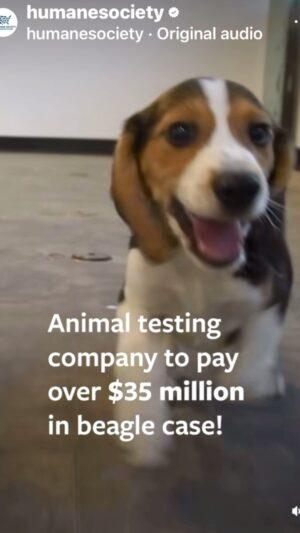 Josie Davis Instagram - ❤️😃
#beagles #beaglessaved