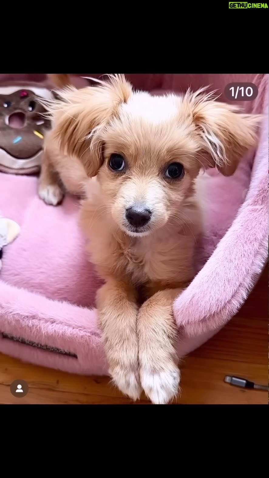 Josie Davis - 3 Likes - I had a name picked out for her…but a few friends suggested that I’m way too busy to adopt her so I canceled my meeting with her on Saturday.
I’m so sad. Just too many things are going on ans guess they are right.
I just feel sad.😞