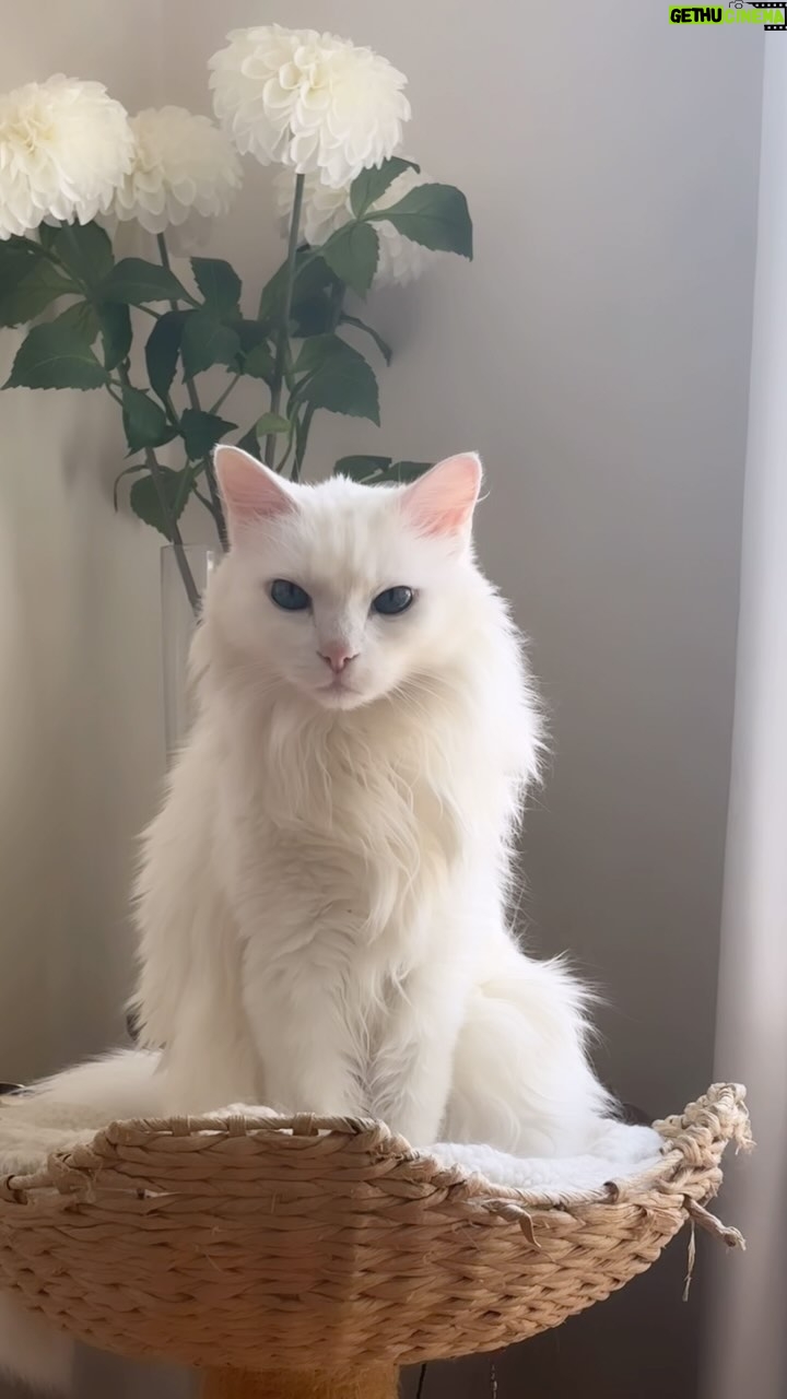 Josie Davis - 3 Likes - 😇 My little angel Snow White. 💕
Who would think she’s a senior? She’s over 13 years old and she’s just a little sweetheart.
I rescued her while volunteering at the S LA Animal Shelter back then.
She was the runt of the litter and was the only one left in a huge cage. All her siblings and Mother were adopted, leaving her alone and scared. ❤️🩹
#cat #white At #white #catsofinstagram #cats_of_instagram #cats_of_world #catlover #catlife #catlovers #whitecats #fluffy #fluffywhitecat #snow #snowwhite #turkishangora