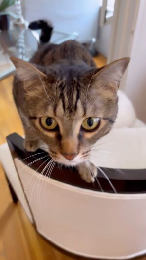 Josie Davis Instagram - Snow and Valentino putting together an electric self cleaning litter box 🤠 
Watch the whole reel to see the scary spaceship!! 🚀 
.
.
.
.#cats #tabby #turkishangora #scardy at #electriclitterbox #selfcleaninglitterbox
#whitecat #litterbox #catsoﬁnstagram