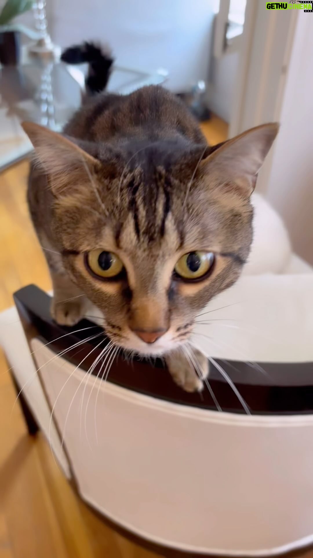 Josie Davis - 3 Likes - Snow and Valentino putting together an electric self cleaning litter box 🤠
Watch the whole reel to see the scary spaceship!! 🚀
.
.
.
.#cats #tabby #turkishangora #scardy at #electriclitterbox #selfcleaninglitterbox
#whitecat #litterbox #catsofinstagram