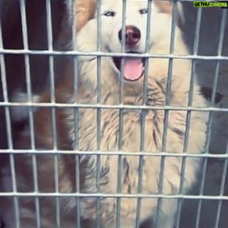 Josie Davis - 3 Likes - NATIONAL RESCUE DOG DAY HOW YOU CAN HELP.!! 🐰 🐕 🐱
The main problem is people aren’t spaying g/neutering their pets.
Spread the word about these things please: 🙏🏻
1. ❤️ People who are renting whose landlords tell them they cannot keep their pet or they will be evicted. Do not need to get rid of their pet. There is a government supported organization that has attorneys that will help you with that for free. ❤️ @HEARTLA ❤️
I put some of their information in this video.
2. ❤️ Dogs and cats have to be spayed and neutered and can be for free if you get the voucher at any animal shelter. There are too many animals being born. Please spay and neuter.
See link in my bio.
3. ❤️ If you can’t afford to feed your pet, the government supports free food for up to three animals in a household every weekend at the shelter. See my video for more information and link is in my bio.
4. ❤️ Volunteer in any capacity you can at your nearest shelter with your buddies! Get a little group together and go do some good together! If we all do, this will make such a difference. Even just one hour during the week is when they really need it.
6. ❤️ DONATE or so ual media if not in person.
⭐️ Please share this info so people know how they can make a big difference!
#heartla #laanimalservices #volunteering #dogs #cats #animalshelter #husky #germanshepherd #bunnies #kittens #pit #pitbull #nationalreacuedogday