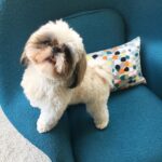 Joy Behar Instagram - #tbt to yesterday when I took this gorgeous picture of my Bernie ♥️ Blue is his color 💙 do you follow him on Instagram? If not, you should be!! @berniebehar