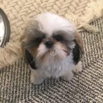 Joy Behar Instagram - My little Bernie 😘🐶 Go follow all his cuteness: @berniebehar