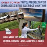 Judy Greer Instagram - One of my favorite organizations to visit is @ProjectChimps, a sanctuary for former research chimpanzees. Right now, they are offering a chance to win a FREE trip that includes an e-gift card for Delta, 2-night stay in their onsite Airbnb, a private tour, AND more! Follow the link to enter for your chance to visit chimpanzees in the Blue Ridge Mountains of Georgia! Contest ends on Sept 15, hurry and submit your entry now: projectchimps.org/giveaways/ #Delta #Airbnb #dreamvacation