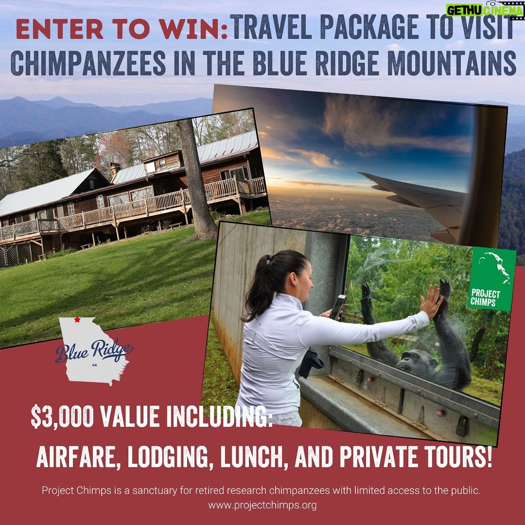 Judy Greer Instagram - One of my favorite organizations to visit is @ProjectChimps, a sanctuary for former research chimpanzees. Right now, they are offering a chance to win a FREE trip that includes an e-gift card for Delta, 2-night stay in their onsite Airbnb, a private tour, AND more! Follow the link to enter for your chance to visit chimpanzees in the Blue Ridge Mountains of Georgia! Contest ends on Sept 15, hurry and submit your entry now: projectchimps.org/giveaways/ #Delta #Airbnb #dreamvacation