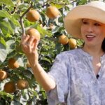Judy Joo Instagram - Spent a brilliant day in the orchards of gourmet grower Subarashii Kudamono Asian Pears! @SubarashiiKudamono I walked among hundreds of trees brimming with honeyed round fruit just waiting to be picked, and fell in love with this jewel of a farm located in Pennsylvania not far from NYC. Subarashii Kudamono means “wonderful fruit,” and these golden orbs live up to their name! Asian pears are one of my favorite fruits, but they have to be ripe, sweet, and juicy! These pears are lovingly hand-planted, picked, and packed, which ensures a delicious product. I was so impressed with how much love and care goes into growing these nectar-filled fruits. All of the pears are naturally sun-ripened, and the farmers even “spin” the fruit while growing to ensure even exposure to heaven’s rays! I was so touched by what I learned about these exquisite pears. This Fall, I’ll be sharing tasty bites about my visit – what I learned about their unique patented pear varieties, the distinct flavors, the terroir from which each tree thrives, how each tree is hand-sculpted, and the intense care in the picking and packing of the fruit by the orchard team. All in the name of an all-natural and truly artisan culinary experience! And don’t worry – there will be some wonderful recipes as well as info about why Asian pears are an essential and versatile ingredient! And you don’t need to travel to PA to experience some of the sunshine I enjoyed; shop online at wonderfulfruit.com. Use promo code Pears2023 for discounted shipping. #SubarashiiKudamono #WonderfulFruit #AsianPears #OrchardLife #FruitLover #FarmToTable #AutumnHarvest #CulinaryArtisan #GourmetExperience