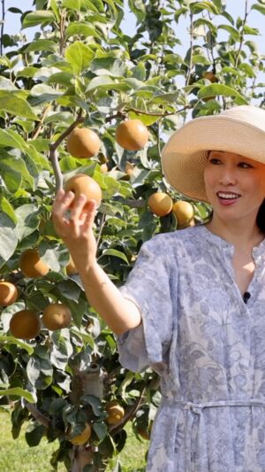 Judy Joo Instagram - Spent a brilliant day in the orchards of gourmet grower Subarashii Kudamono Asian Pears! @SubarashiiKudamono I walked among hundreds of trees brimming with honeyed round fruit just waiting to be picked, and fell in love with this jewel of a farm located in Pennsylvania not far from NYC. 

Subarashii Kudamono means “wonderful fruit,” and these golden orbs live up to their name! Asian pears are one of my favorite fruits, but they have to be ripe, sweet, and juicy! These pears are lovingly hand-planted, picked, and packed, which ensures a delicious product. 

I was so impressed with how much love and care goes into growing these nectar-filled fruits. All of the pears are naturally sun-ripened, and the farmers even “spin” the fruit while growing to ensure even exposure to heaven’s rays! I was so touched by what I learned about these exquisite pears.

This Fall, I’ll be sharing tasty bites about my visit – what I learned about their unique patented pear varieties, the distinct flavors, the terroir from which each tree thrives, how each tree is hand-sculpted, and the intense care in the picking and packing of the fruit by the orchard team.

 All in the name of an all-natural and truly artisan culinary experience! And don’t worry – there will be some wonderful recipes as well as info about why Asian pears are an essential and versatile ingredient! And you don’t need to travel to PA to experience some of the sunshine I enjoyed; shop online at wonderfulfruit.com. Use promo code Pears2023 for discounted shipping.

#SubarashiiKudamono #WonderfulFruit #AsianPears #OrchardLife #FruitLover #FarmToTable #AutumnHarvest #CulinaryArtisan #GourmetExperience