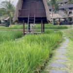 Judy Joo Instagram – Finding paradise isn’t hard when you’re in Bali, and Mandapa @mandapareserve is a truly a memorable experience. The resort is completely next level in elegance and ultimate luxury. A truly wondrous experience, Mandapa incorporates nature’s stunning vibrant beauty with traditional Balinese touches, and modern opulence in true Ritz Carlton style. 🙌

This magical oasis, tucked away in the heart of Ubud, is where you’ll rejuvenate and rebalance your inner soul. With views overlooking the lush rain forest, rice paddies, and the roaring Ayung river, my room felt like a personal sanctuary. It was the perfect blend of tranquillity and comfort with intricate Balinese hand painted walls, dark Indonesian wood fixtures, and a grand cloud like bed adorned with high thread count sheets and fluffy cool pillows. Every morning, I woke up smiling to the melodious chirping of exotic tropical birds. Every detail has been thought of and any whim you may have catered to; Caca, our resourceful butler, addressed me as “Ibu Judy”, an honorific name for Miss/ Mr or mother/father. 
And, don’t forget to enjoy a Balinese meal at Swah Terrace – simply unbeatable. I loved the fragrant curry served in a coconut, and the lightly pan-fried tempeh glazed with sweet soy and tamarind. Looking forward to my next visit! Simply magical.❤️
•
•
•
•
#chef #foodie #cooking #foodlove #foodart #foodblog #foodculture #delish #foodiegram #instafood #MandapaReserve #UbudLife #BaliBliss #ParadiseFound #MandapaMagic #LuxuryBali #BaliCulture #UbudExploration #BaliNature #MandapaExperience #BaliLuxuryResort