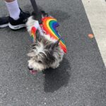 Judy Reyes Instagram – Pride is for EVERYONE.  LOVE IS LOVE. #wehopride #happypridemonth🌈
