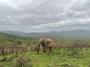 Julia Schlaepfer Instagram - I miss Africa 🐘