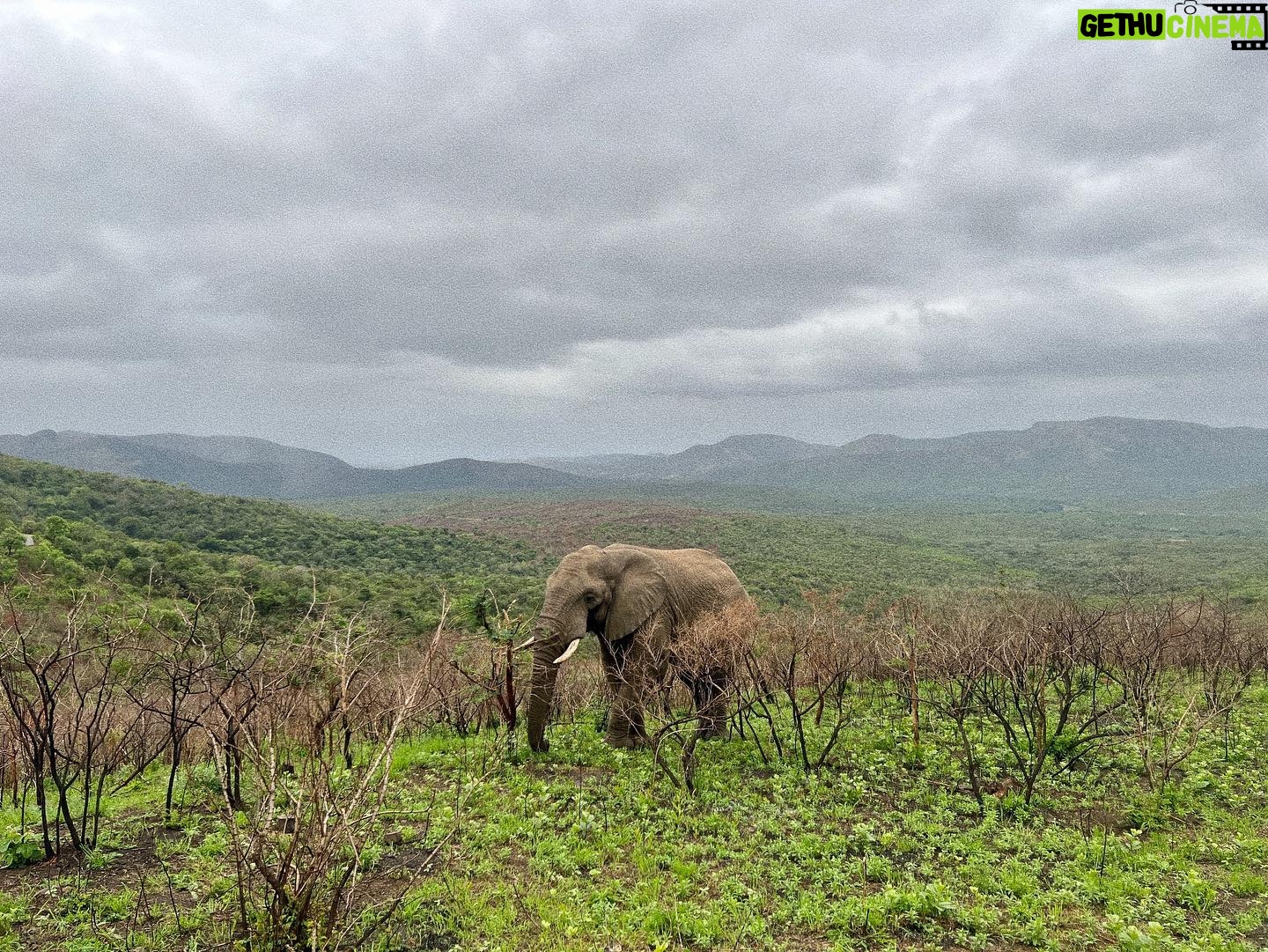 Julia Schlaepfer - 8.7K Likes - I miss Africa 🐘