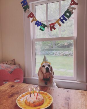 Julia Stegner Instagram - I am so beyond grateful to be celebrating Kasper’s 11th Birthday today. A year ago we weren’t sure if he’d still be around. Fortunately he pulled through and is going strong. This guy makes everything better. Every single day with him is a blessing. Kasper I love you more than words could ever do it justice. Happy Birthday buddy ❤️