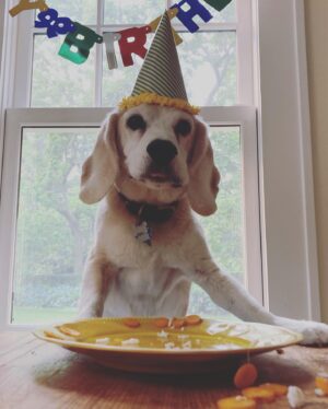 Julia Stegner Instagram - I am so beyond grateful to be celebrating Kasper’s 11th Birthday today. A year ago we weren’t sure if he’d still be around. Fortunately he pulled through and is going strong. This guy makes everything better. Every single day with him is a blessing. Kasper I love you more than words could ever do it justice. Happy Birthday buddy ❤️