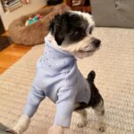 Julia Quinn Instagram - My pup is so handsome in his new @themaxbone x Bridgerton sweater. 🐶