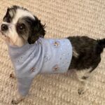 Julia Quinn Instagram - My pup is so handsome in his new @themaxbone x Bridgerton sweater. 🐶