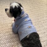 Julia Quinn Instagram - My pup is so handsome in his new @themaxbone x Bridgerton sweater. 🐶