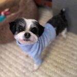 Julia Quinn Instagram - My pup is so handsome in his new @themaxbone x Bridgerton sweater. 🐶