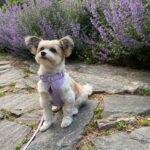 Julia Rehwald Instagram – 10 months later & im excited to finally introduce my little Biko !!! thank you @heartsandbonesrescue for rescuing him and bringing us together & thank you to @wildone for making sure he always stays so handsome and stylish 💅