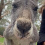 Juliana Harkavy Instagram - Adelaide photo dump! 🇦🇺🦘 What a lovely little city. Everything in Adelaide, AU is a 20 minute walk apart.🚶🏽‍♀️She's surrounded by parks 🌳🦘, botanical gardens 🌷, rolling hills 🏞️, and is an hour-and- a-half drive from exquisite wine country 🍇🚗, through which we biked 🚲, visited cellar doors 🍷, and ate one of the most memorable meals of our life at the @watervalehotel in Clare Valley. 🤌🏽 (The ceviche with homemade mint sorbet could be described as life changing). 🌱🐟🍧 Adelaide hosts my all-time-favorite market, @adelcentralmarket 🛒 brimmming with heavenly flowers 💐, goods ⚖️, food 🦪, and excellent coffee ☕️. Cocktails at @apoteca__ 🍸 and an 8 course dinner at @herringbone.adl 🍖 were two all-time culinary highlights. To top it off, the new friends we made at @ozcomiccon were the perfect company to this little gem of a city. 🥰 I look forward to returning one day. 💌 What are your favorite cities? 🗺️📍 #Adelaide #adelaidefood #ozcomiccon #australia #australiagram #kangaroo #koala #australiatravel #travelgram #travelphotography #placestovisit #placestogo #Aussie #adelaideeats #wanderlust #traveltheworld #travelguide #thingstodoinaustralia #clarevalley #reislingtrail #loveletter #travelblog #animalsanctuary #naturelovers #beautifuldestinations #bucketlisttravel #bucketlist #seetheworld #getoutside #traveltheworld #eattheworld