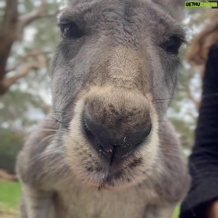 Juliana Harkavy Instagram - Adelaide photo dump! π¦πΊπ¦ What a lovely little city. Everything in Adelaide, AU is a 20 minute walk apart.πΆπ½ββοΈShe's surrounded by parks π³π¦, botanical gardens π·, rolling hills ποΈ, and is an hour-and- a-half drive from exquisite wine country ππ, through which we biked π², visited cellar doors π·, and ate one of the most memorable meals of our life at the @watervalehotel in Clare Valley. π€π½ (The ceviche with homemade mint sorbet could be described as life changing). π±ππ§ Adelaide hosts my all-time-favorite market, @adelcentralmarket π brimmming with heavenly flowers π, goods βοΈ, food π¦ͺ, and excellent coffee βοΈ. Cocktails at @apoteca__ πΈ and an 8 course dinner at @herringbone.adl π were two all-time culinary highlights. To top it off, the new friends we made at @ozcomiccon were the perfect company to this little gem of a city. π₯° I look forward to returning one day. π What are your favorite cities? πΊοΈπ #Adelaide #adelaidefood #ozcomiccon #australia #australiagram #kangaroo #koala #australiatravel #travelgram #travelphotography #placestovisit #placestogo #Aussie #adelaideeats #wanderlust #traveltheworld #travelguide #thingstodoinaustralia #clarevalley #reislingtrail #loveletter #travelblog #animalsanctuary #naturelovers #beautifuldestinations #bucketlisttravel #bucketlist #seetheworld #getoutside #traveltheworld #eattheworld