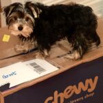 Julianna Peña Instagram - Thank you @chewy for the #carepackage for lil #groot! He can’t wait to get into his new @marthastewart #dogfood!! #iamgroot #grootski #yorkie #yorkshire #yorkiesofinstagram #yorkieswag #yorkielife #chewy #rnc