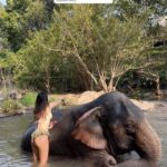 Julie-Anne Ho Instagram - Sans aucun doute une des plus belles expériences de ma vie. Une mention très spéciale à notre guide Lucky du sanctuaire, qui par sa présence seule a su rendre cette journée inoubliable 💌 (si vous y allez, demandez pour lui, un si bel humain généreux et passionné) Chiangmai, Thailand 📍 #mustvisitthailand #thailandtravel #chiangmai #elephantsanctuarychiangmai #elephantsantuary #chailaiorchid #chiangmaithailand