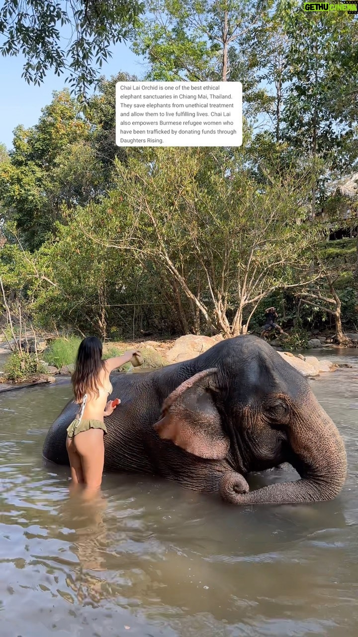 Julie-Anne Ho Instagram - Sans aucun doute une des plus belles expériences de ma vie. Une mention très spéciale à notre guide Lucky du sanctuaire, qui par sa présence seule a su rendre cette journée inoubliable 💌 (si vous y allez, demandez pour lui, un si bel humain généreux et passionné) Chiangmai, Thailand 📍 #mustvisitthailand #thailandtravel #chiangmai #elephantsanctuarychiangmai #elephantsantuary #chailaiorchid #chiangmaithailand