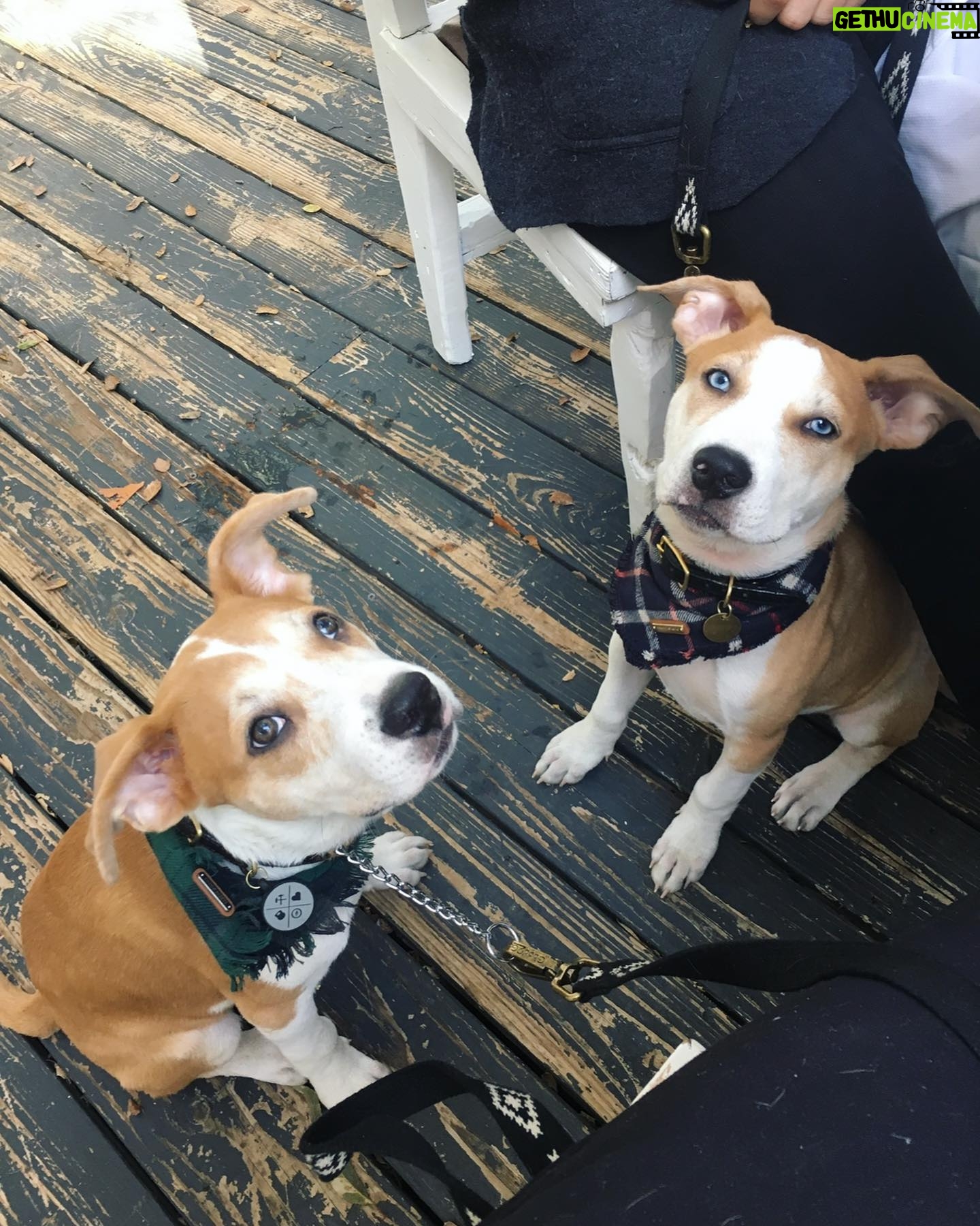 Julie Gonzalo - 17.6K Likes - Hi⦠Today is #remembermethursday in honor of adopted pets everywhere. Happy we have done our part in adopting our ālittleā siblings :) #adoptdontshop @kingaphilipps