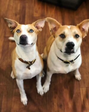 Julie Gonzalo Instagram - Hi… Today is #remembermethursday in honor of adopted pets everywhere. Happy we have done our part in adopting our ‘little’ siblings :) #adoptdontshop @kingaphilipps