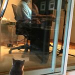 Julie Andrews Instagram - Recording the audiobook for the new memoir...hoping that our listeners will enjoy it as much as Zoe the cat seems to be!
